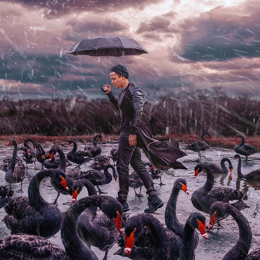 Glasschilderij 100x100cm Black swans - Rainy day